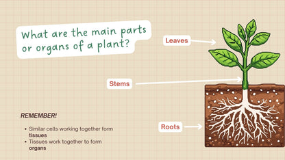 Plant & Animal Structure and Function | 5-Day Science Lesson | Grade 4